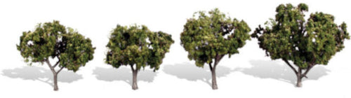 TREE SUN KISSED 2"-3"